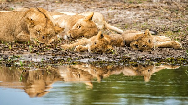 Comment organiser une expédition pour voir les lions blancs en Afrique du Sud?